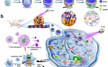 Biomaterials：具有氧空位和模擬酶活性的MnO2@CeOx-GAMP可實現放射增敏介導的STING通路激活