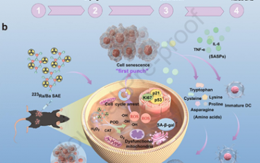 Biomaterials：利用放射性223Ra/Ba單原子酶靶向衰老以增強抗腫瘤免疫治療