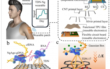 Nature Communications：基于四面體納米結構的NgAgo可穿戴微針對超痕量核酸的長期監(jiān)測