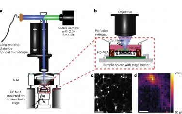 Nature Nanotechnology：神經元對機械力產生不同的電響應