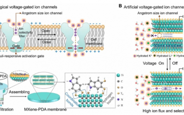 Science Advances：MXene 膜中電壓門控和離子電荷的協同作用實現可控和選擇性單價陽離子分離