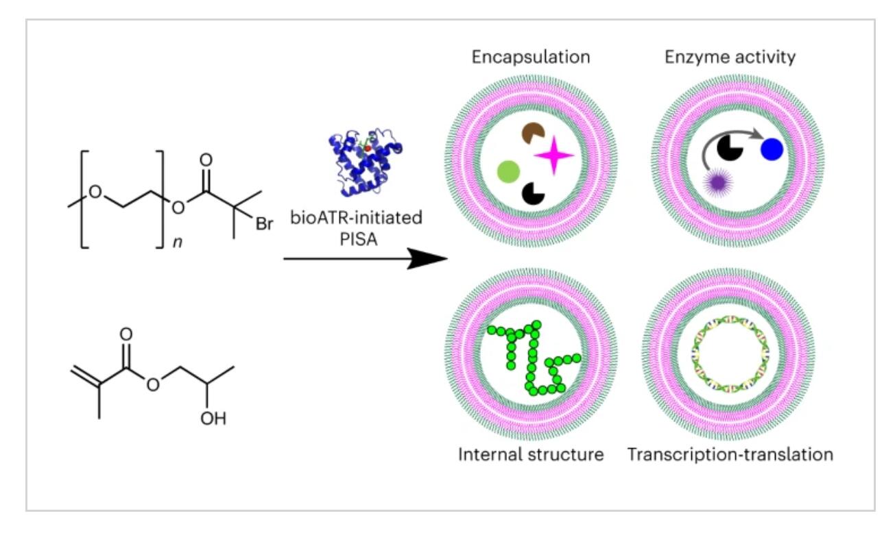 Nature Chemistry：生物催化聚合誘導(dǎo)自組裝合成人工細(xì)胞.jpg